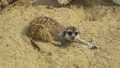 Ein-Erdmännchen-Sitzt-Im-Zoo-Von-Seoul-Und-Streckt-Sich-Auf-Sand