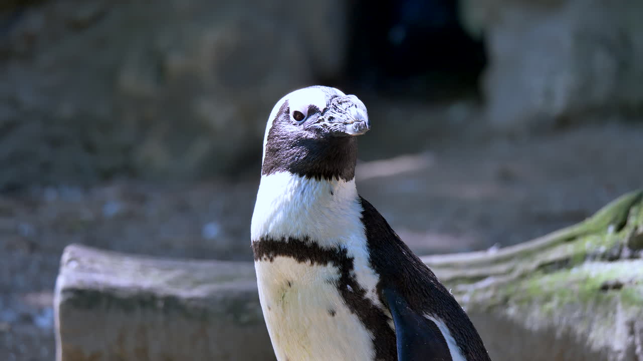 Ritratto ravvicinato di un simpatico pinguino di Magellano che si guarda intorno durante una giornata di sole all'aperto.