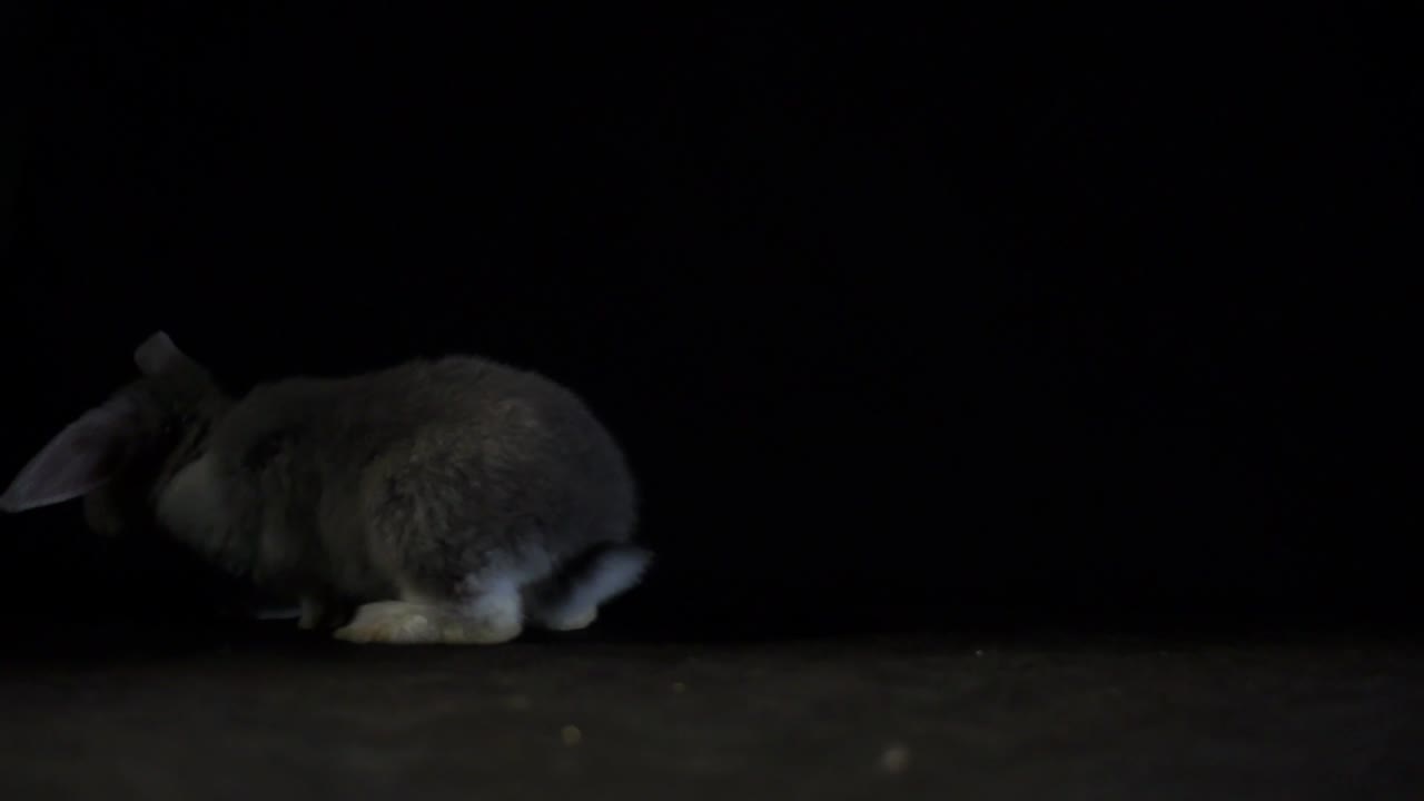 primer plano de un conejo gris esponjoso saltando, toma de estudio