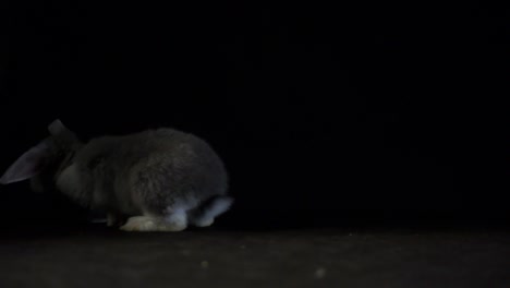 closeup of a fluffy grey bunny rabbit hopping, studio shot