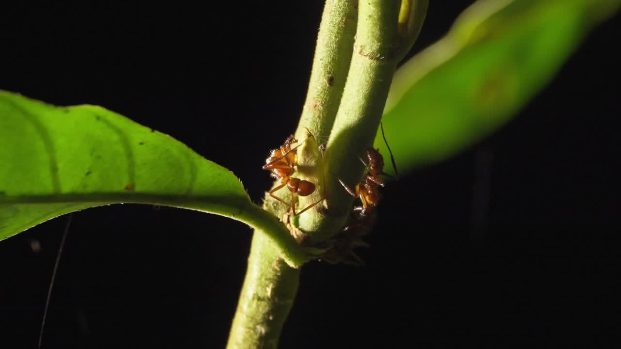 Leafcutter ants crawling on a green stem in the Peruvian Amazon rainforest