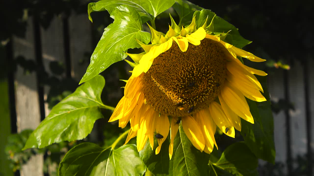 Close up view of a large yellow and colorful sunflower blossom while multiple flies and a bee is on it pollinating the flower during a sunny summer day with bokeh blurry background, flower in focus