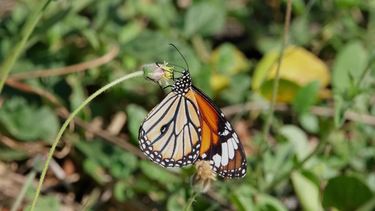 Moving its antenna to sip some nectar, a striped-tiger butterfly flutters its wings and moves to another flower.