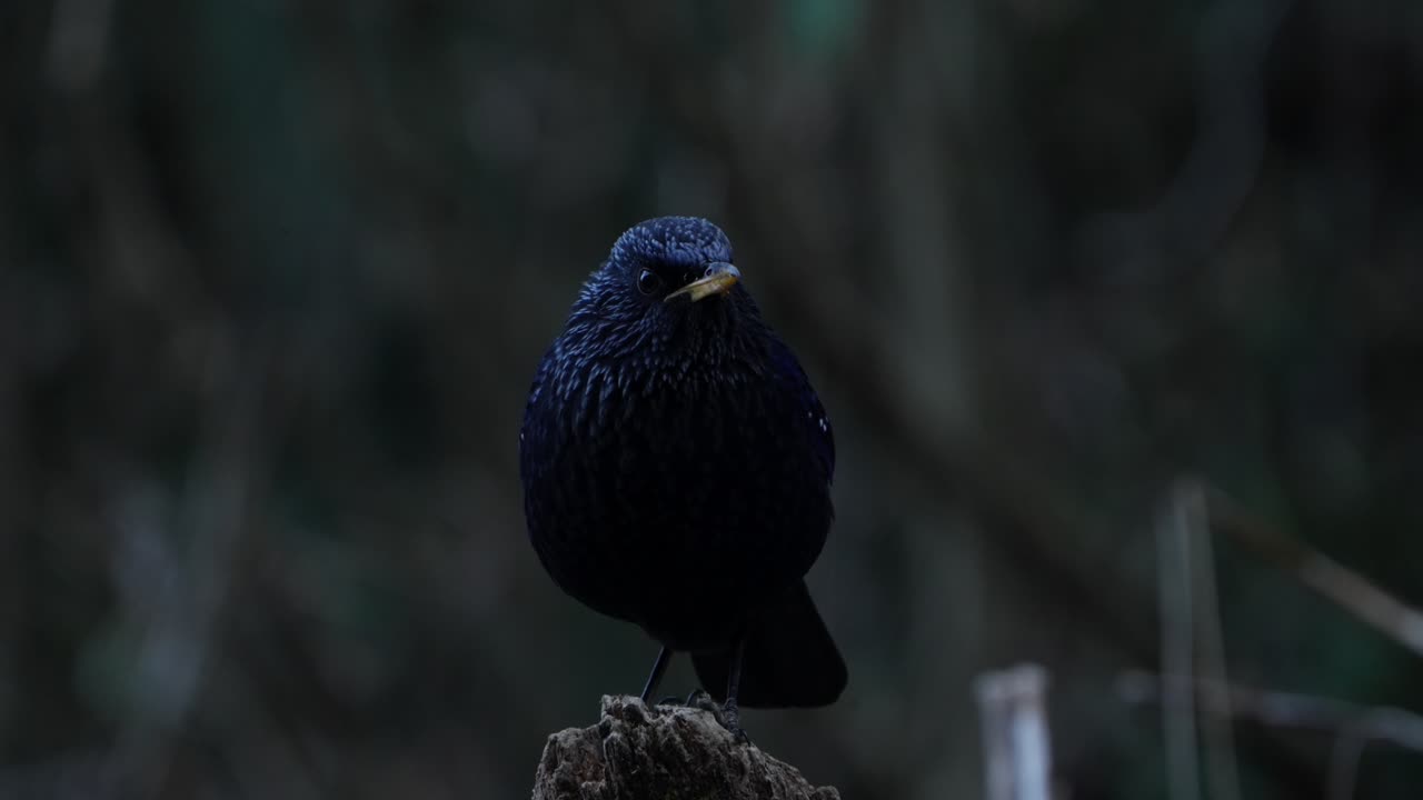 Blue Whistling Thrush in nepal