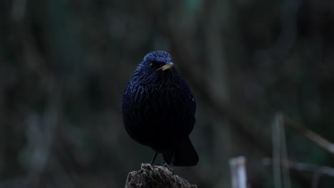 blue whistling thrush in nepal