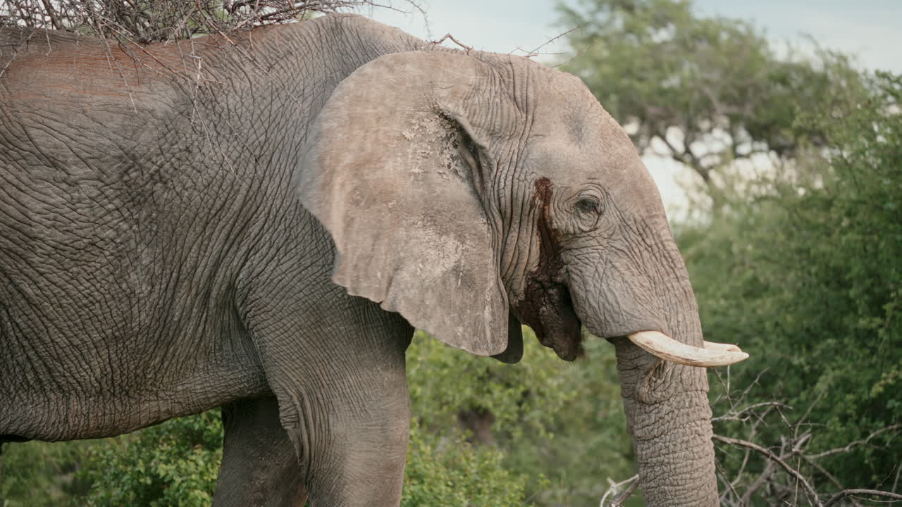 Injured Elephant in African Savanna