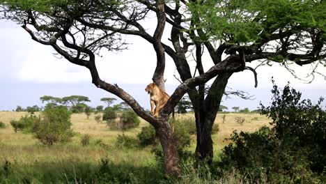 Toma-Estática-De-Una-Sola-Leona-En-La-Parte-Superior-Del-árbol-De-Acacia-Observando-Los-Alrededores