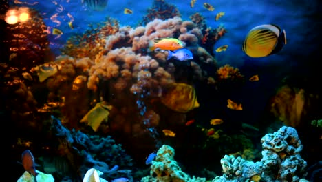 exotic fishes in an aquarium