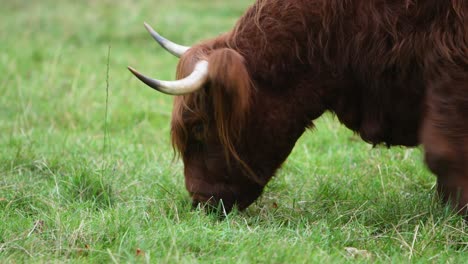 highland cow eating green grass and walking, close up view