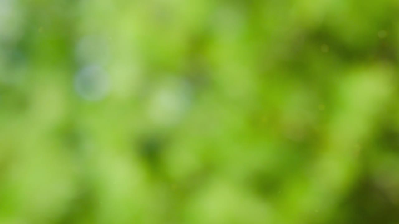 fondo de movimiento de bokeh de bosque abstracto