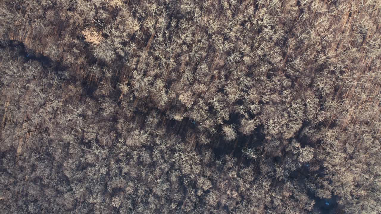 Trees in wood without leaves. Top view of a leafless forest in winter season. Aerial view. Motion camera around.