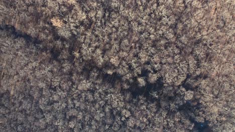 trees in wood without leaves. top view of a leafless forest in winter season. aerial view. motion camera around.