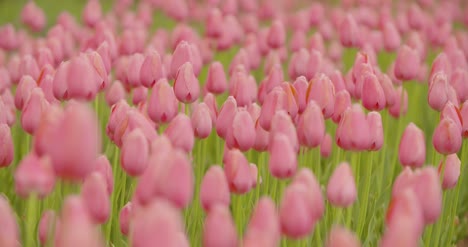 Hermosos-Tulipanes-Rojos-Que-Florecen-En-El-Campo-12