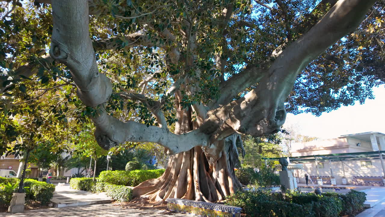 Majestic giant tree with expansive roots in a park in C&aacute;diz, Spain