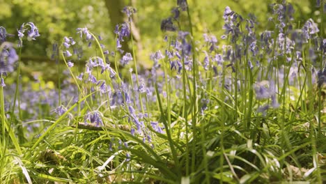 bluebells in the sunlight with shadows