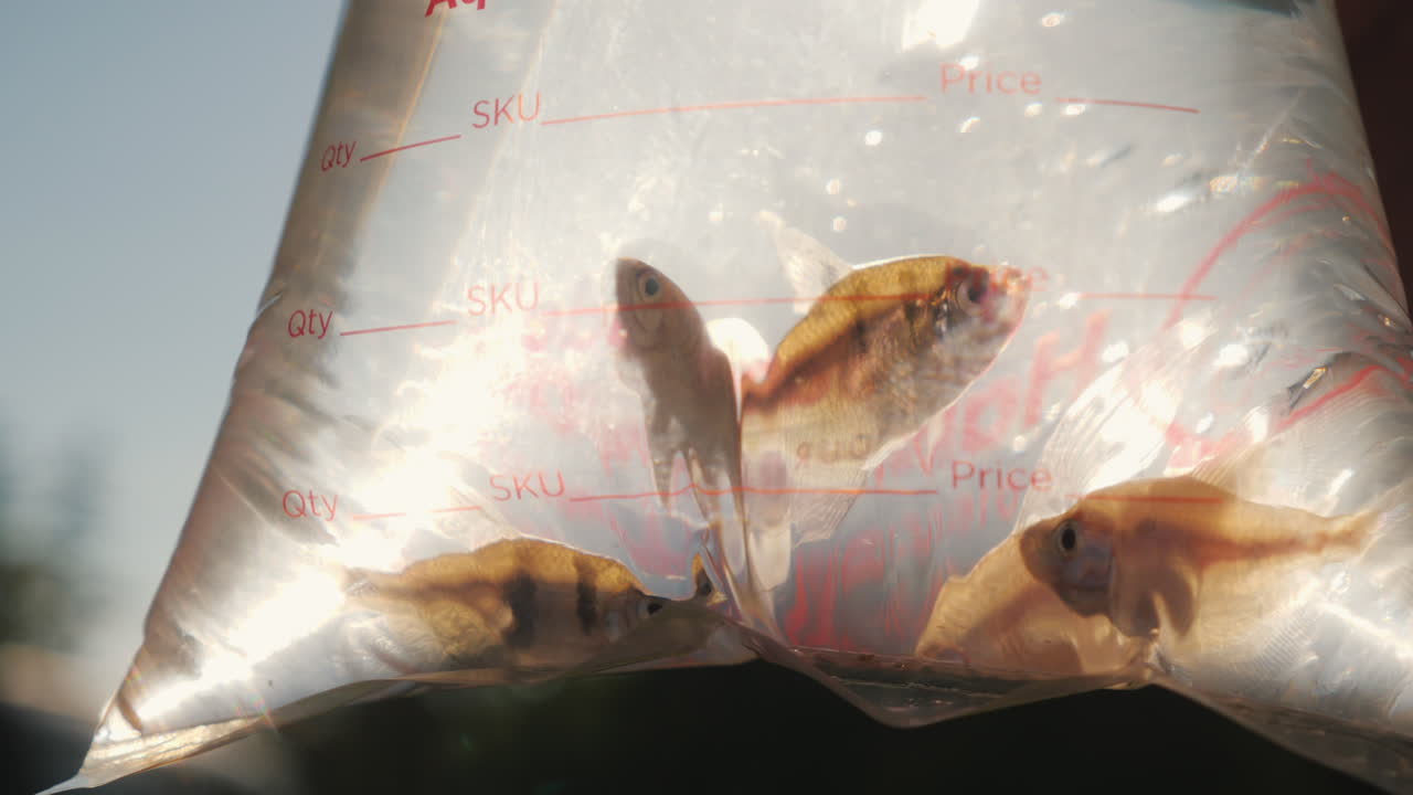활어 배달 패키지에 여러 수족관 물고기