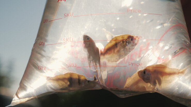 Several Aquarium Fish In The Package For The Delivery Of Live Fish