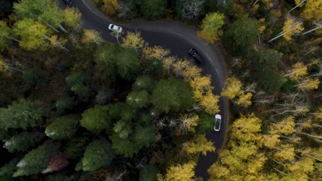 vehicles drive windy forest road of alpine loop in utah wasatch mountains - aerial top down view with tree canopy shows seasonal change with fall colors