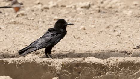 Observant-Cape-Crow-sits-next-to-windy-waterhole-in-savannah-of-Kalahari