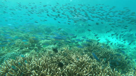 Es-Gibt-So-Viel-Schönheit-Unter-Dem-Meer