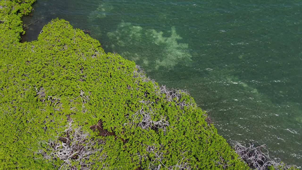 Drone overview of Curacao mangroves with vibrant turquoise waters and dense coastal foliage, capturing nature’s beauty