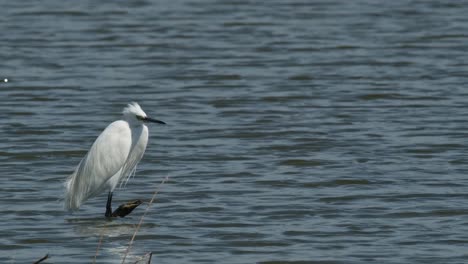 camera zooms out to reveal this bird facing to the right during a windy day, little egret egretta garzetta, thailand