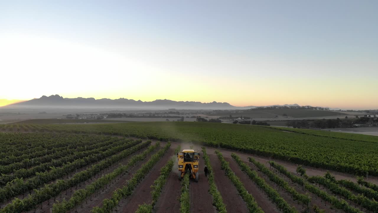 amanecer cosecha de uvas