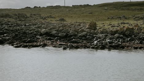 Rocky-shore-with-field-and-sheep-in-background