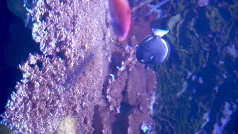 surgeonfish swimming in an aquarium with colored corals and with other fish around, in an aquarium