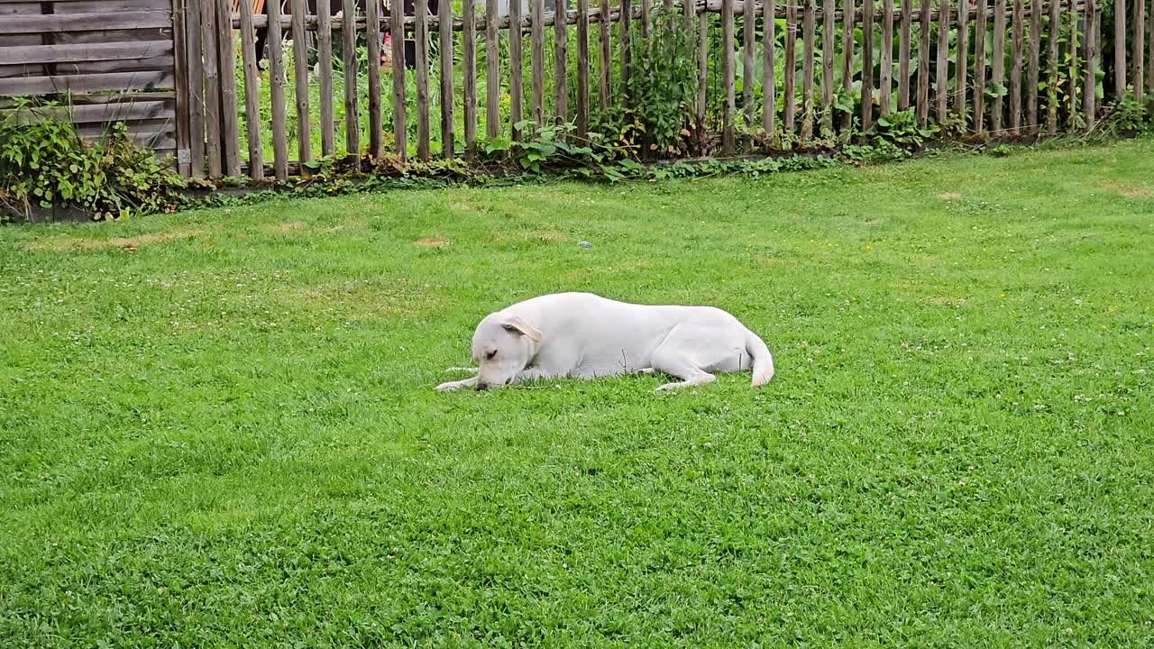 White Labrador Dog Lying on Green Grass in a Backyard