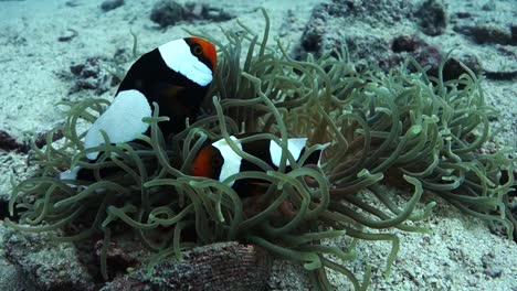 Pair-Couple-Adult-Saddleback-Anemonefish-Hide-Protect-Home-Anemone