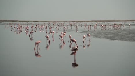 Gran-Bandada-De-Flamencos-Reunidos-En-Humedales-Poco-Profundos,-Panorámica-Cinematográfica-Con-Reflejos-En-El-Agua