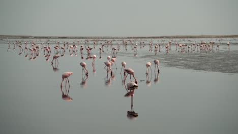 gran bandada de flamencos reunidos en humedales poco profundos, pan cinematográfico con reflejos en el agua