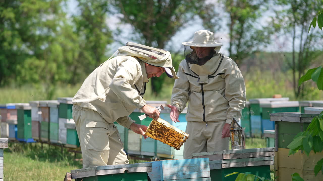 Male apiarist pulls a frame out of hive. Beekeepers take a closer look at the frame discussing it. Green nature in blur at backdrop.