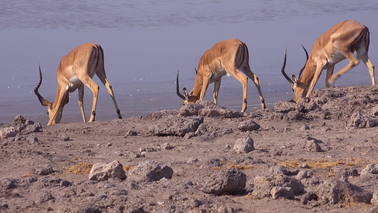 los impalas nerviosos se reúnen en un abrevadero en un safari en áfrica