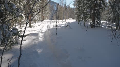 snowshoeing through a snowy forest