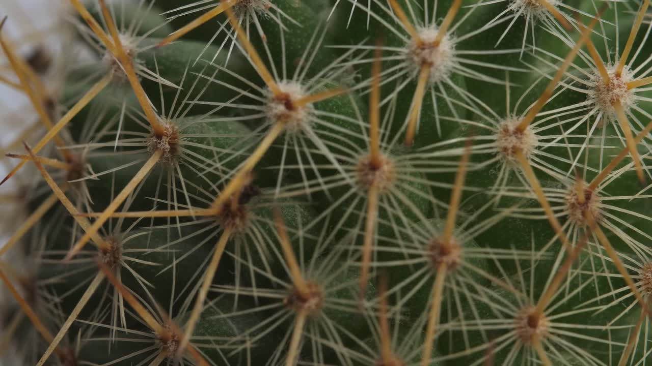 macro de la vieja planta de cactus girando a su alrededor en el fondo de la pantalla blanca