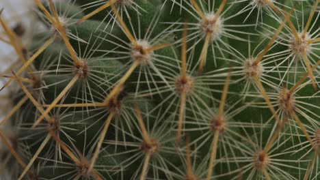 macro of old lady cactus plant revolving around itself on the white screen background