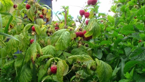 Cultivated ripe red raspberries surrounded by green leaves waiting to be harvested blowing in the wind