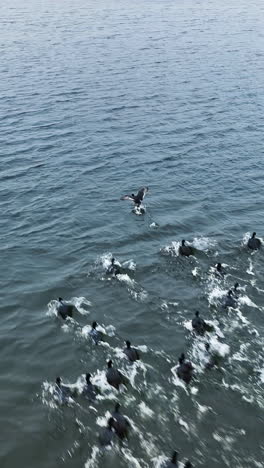 Beautiful migratory birds over the sea water. Wildlife scenic nature landscapes. Vertical video