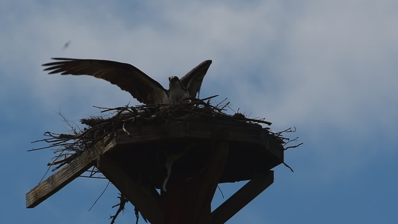 One osprey flies into a nest while another one flies out