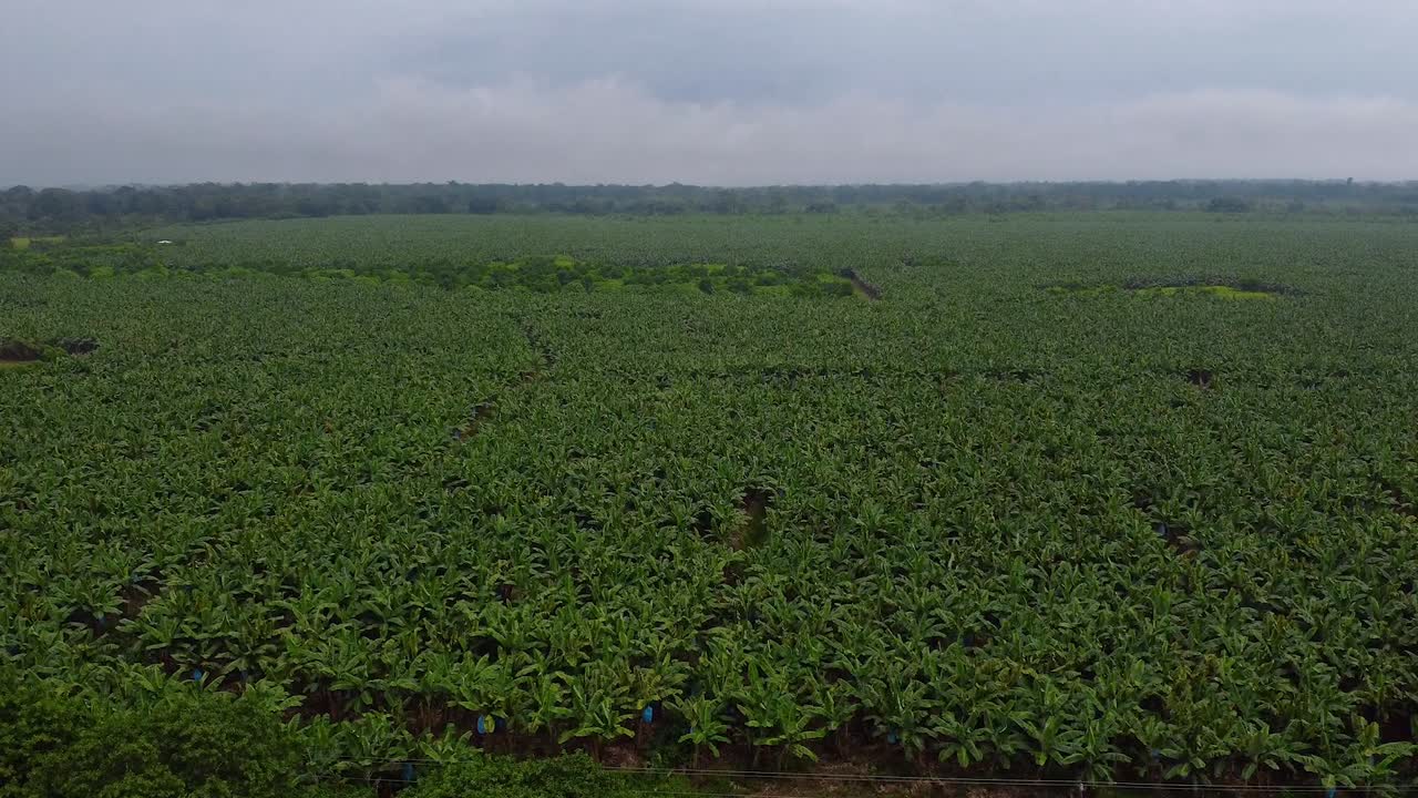 toma aérea de drones de una plantación de banano