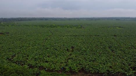 Aerial-drone-shot-of-a-banana-plantation