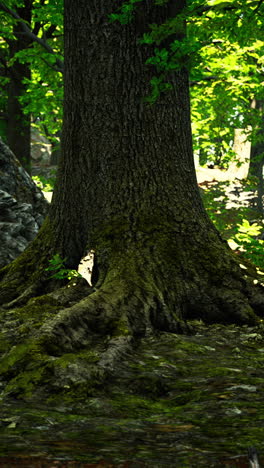 primer plano de un árbol grande en un bosque