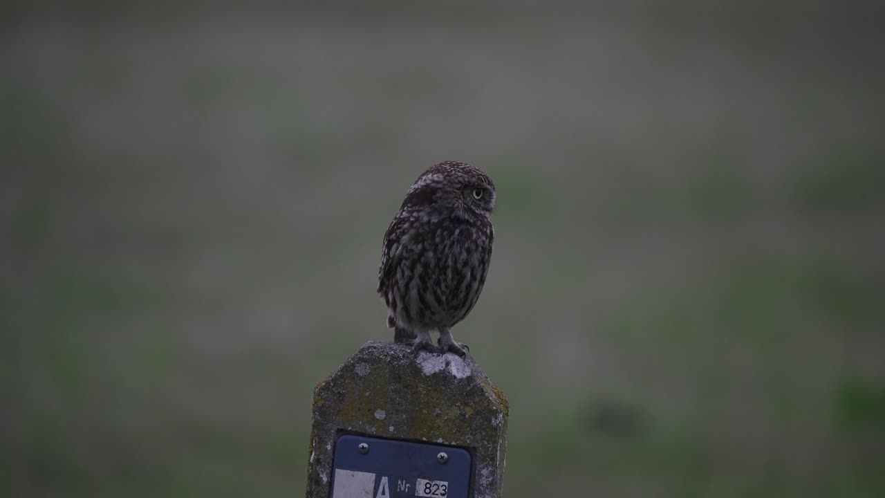 A little owl, athene noctua