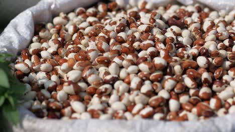 frijoles mezclados en una bolsa
