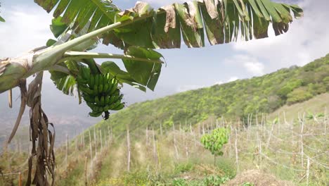 view of a bunch of banana in a tree during daylight