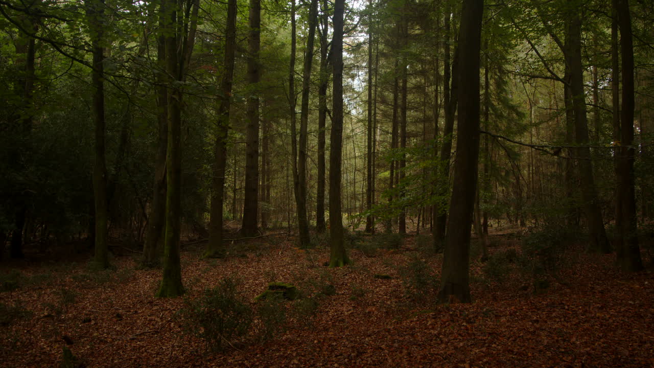 Inquadratura ampia di alberi all'interno di un bosco con foglie autunnali a terra nella New Forest