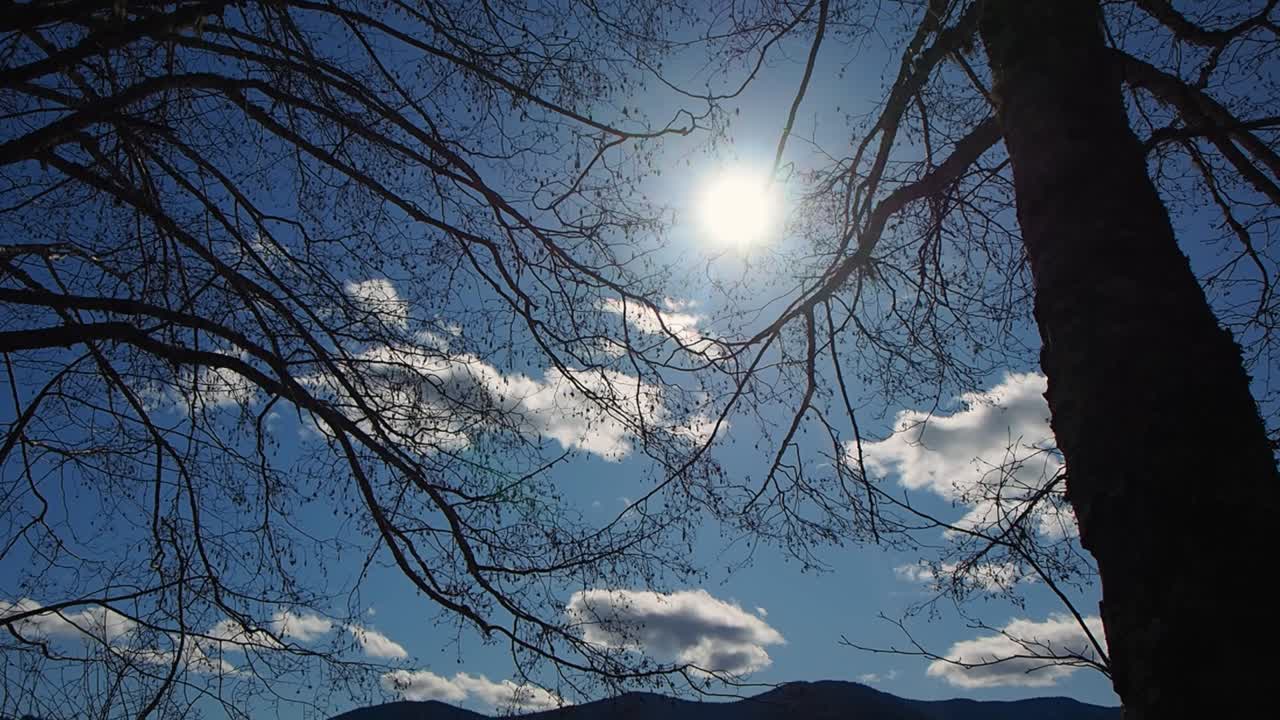 Time lapse of ominous silhouetted tress and branches with sun and clouds.