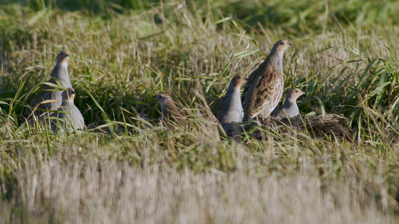 primer plano perfecto de pájaro perdiz gris caminando por la carretera y pradera de hierba alimentándose y escondiéndose